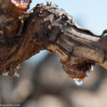 Galerie photos vigne hiver