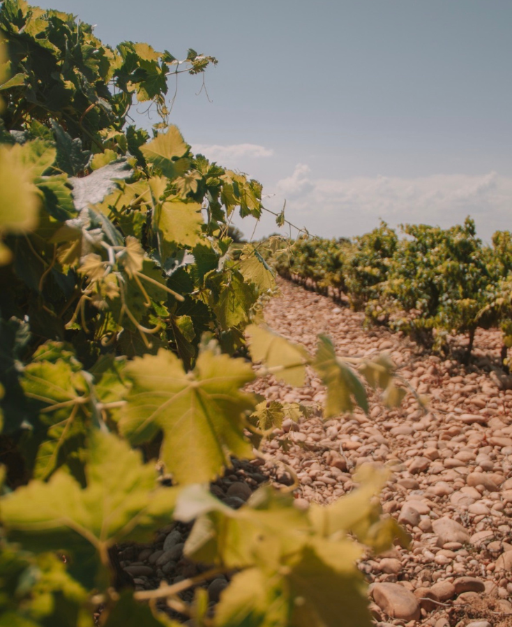vignes