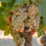 Galerie photos grappe raisin blanc