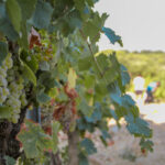 Galerie photos vigne et raisin blanc