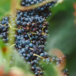 Galerie photos raisins rouges