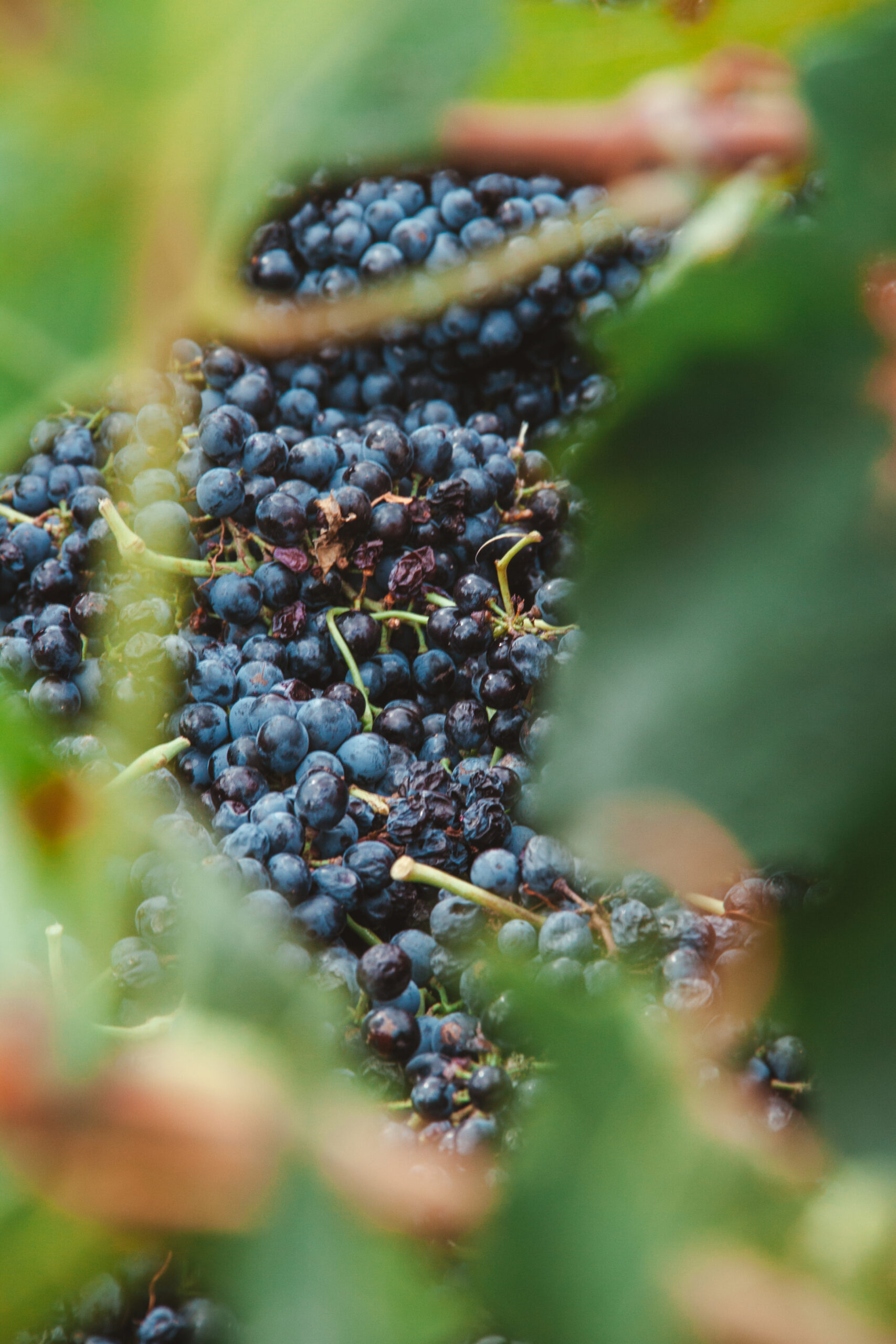 Raisins rouges