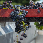 Galerie photos raisin rouge