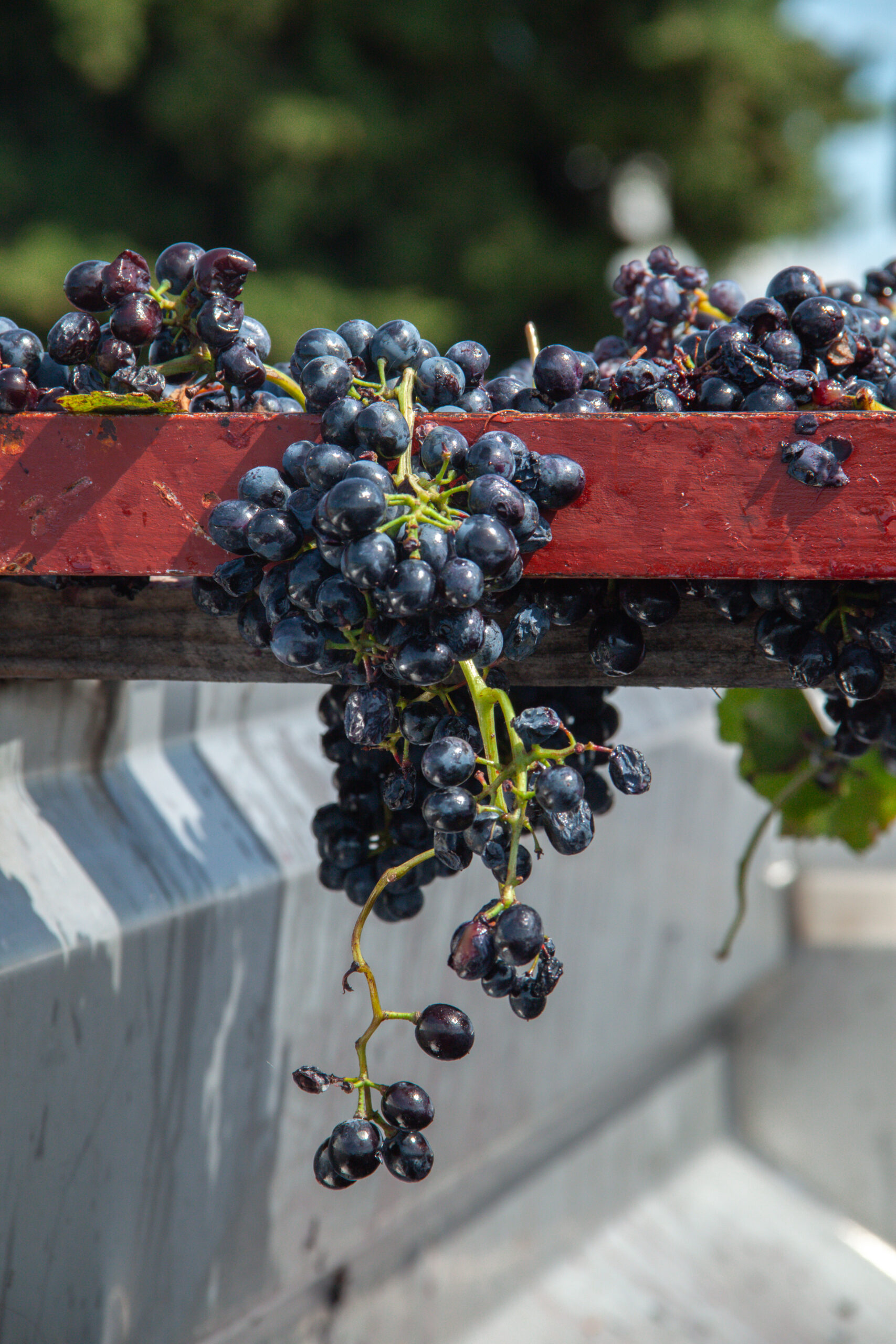Raisins rouges
