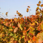 Galerie photos vignes et feuilles marrons