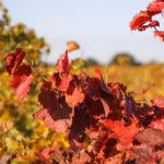 Galerie photos vigne feuilles rouges