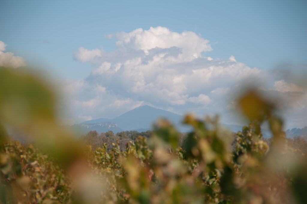 Vigne & Mont ventoux
