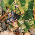 Galerie photos Grappe de raisin