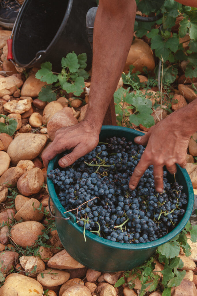 vendanges